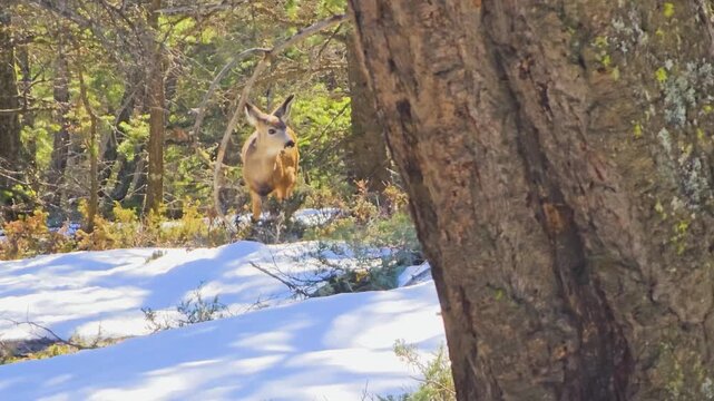 Through-the-trees view of a deer eating in a winter forest, surrounded by green pine needles, fallen branches, snow patches, textured bark, soft sunlight, and natural cover.