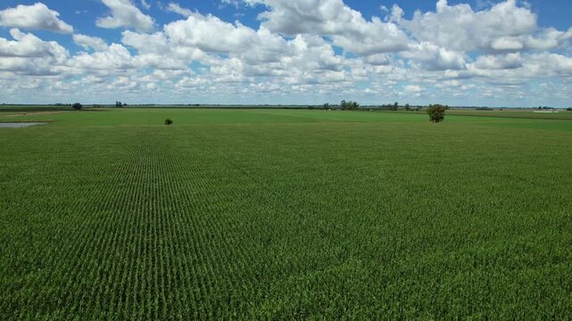 Linear sideways camera movement at constant altitude over fertile industrial maize crops under a blue sky with white clouds in the Argentine agroindustrial export region