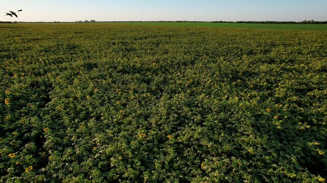 Forward camera movement over vast industrial sunflower crops featuring flying birds and adjacent different species fields in the fertile Argentine agroindustrial export region at sunset