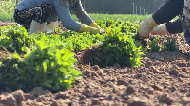 Farmers plant basil seedlings by hand across organized rows of cultivated soil beds within a managed agricultural area used for seasonal vegetable growing. Seasonal planting.