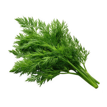 Fresh green rosemary sprig isolated on white background
