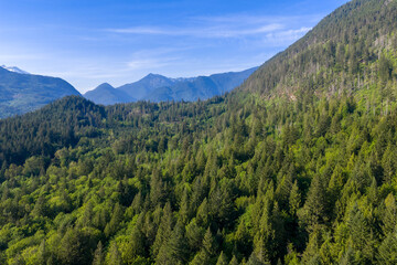 Obraz premium Lush Evergreen Mountain Forest Panorama With Distant Peaks in British Columbia, Canada