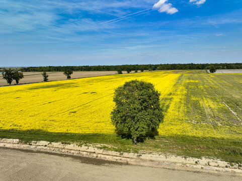 Aerial view of a vibrant yellow rapeseed field with a solitary green tree under a clear blue sky Trino, Piedmont, Italy.