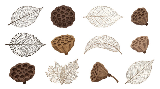 Set of lotus seed pods and leaves in various shades