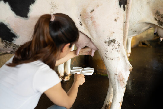 Vet doctor milking of cow for test on mastitis and technical milked for analysis pregnancy or antibiotic