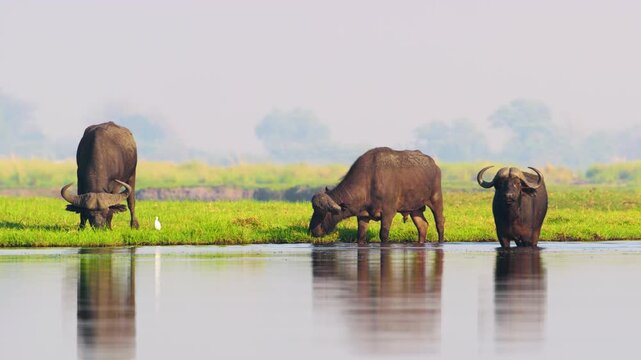 Wild African Buffaloes grazing while standing in Riverbank at Chobe National Park, Botswana, South Africa 
