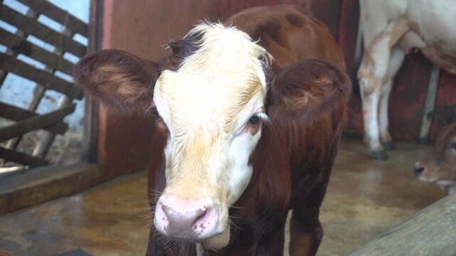 A young brown-and-cream calf stands on a wet concrete floor inside a barn. Its curious gaze and moist nose reflect gentle lighting from the stable.