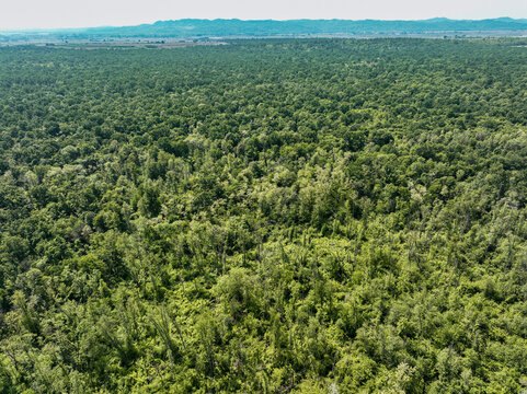 Aerial view of the dense green canopy of Parco Naturale del Bosco delle Sorti della Partecipanza with distant hills under a clear sky in Trino, Piemonte, Italy.