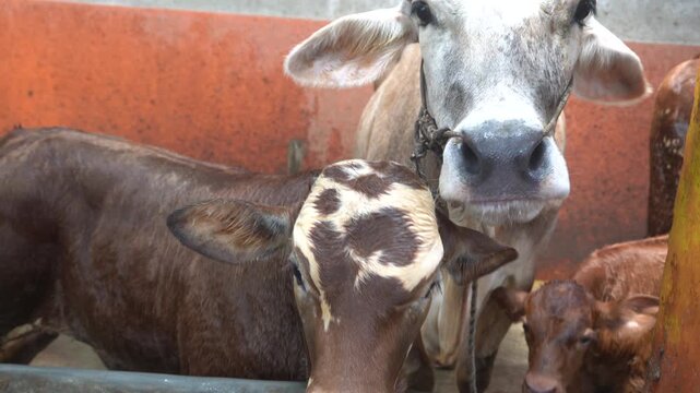 Group of cows standing close together in a pen with orange walls and concrete floor.
