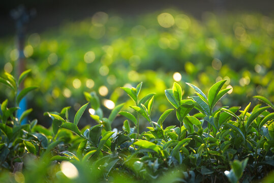 Green tea tree leaves camellia sinensis in organic farm sunlight. Fresh young tender bud herbal farm on summer morning. Sunlight Green tea tree plant. Close up Tree tea plant green nature in morning