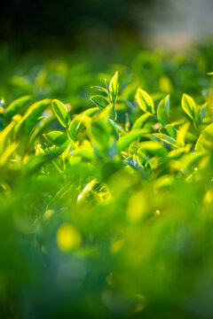 Vertical Tree tea plant green nature farmland. Sunlight Green tea tree camellia sinensis in organic farm. Vertical Close up Fresh Tree tea mountain green nature herbal farm. Organic farm tender bud