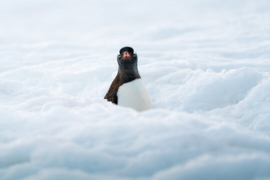 View of a Gentoo penguin peeking over a soft mound of white snow in the frozen wilderness of Antarctica.