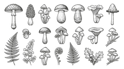 Black and white illustration of various mushrooms and ferns © Nisitha