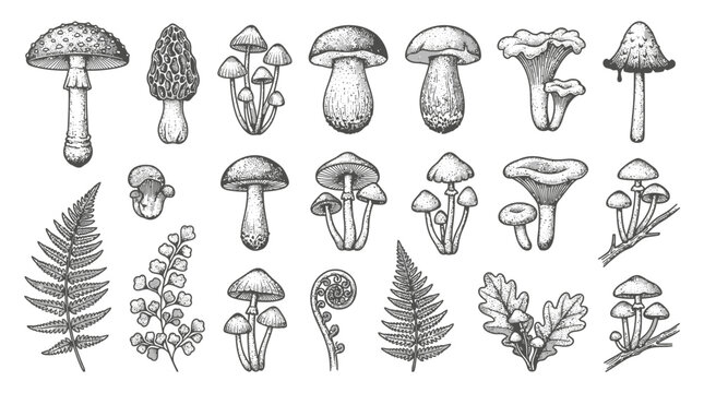 Black and white illustration of various mushrooms and ferns