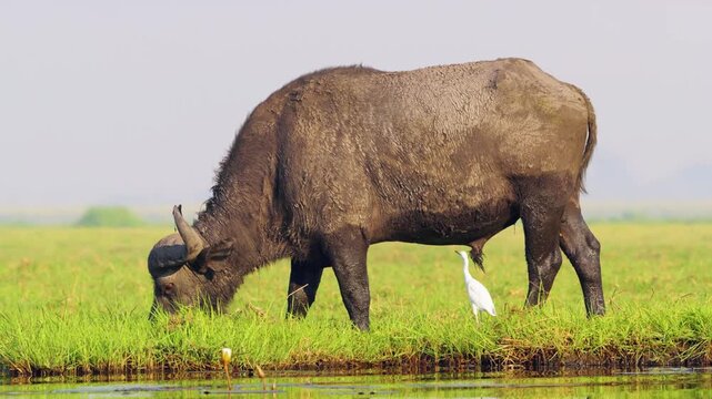 Full body close up of an African Male Buffalo and a cattle egret grazing in Chobe National Park, Botswana, South Africa near Riverbank 