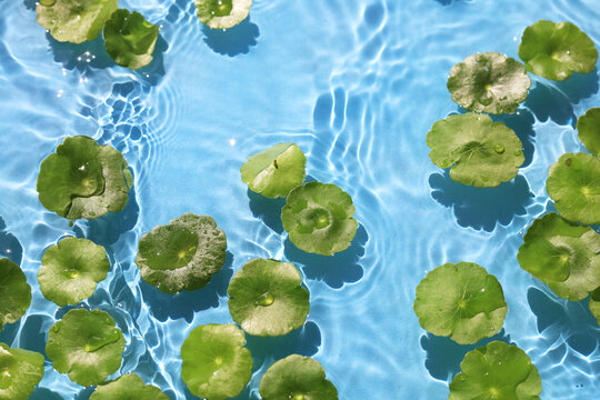 Green pennywort leaves floating on clear blue rippling water.
