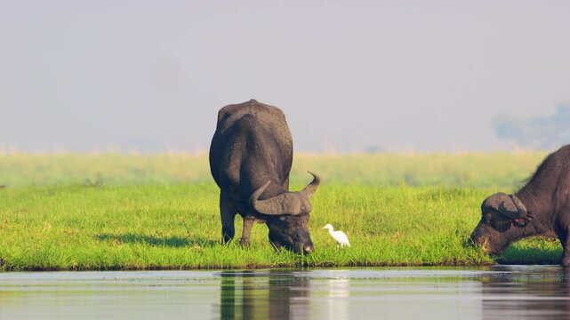 Full body close up of an African Male Buffalo and a cattle egret grazing in Chobe National Park, Botswana, South Africa near Riverbank 