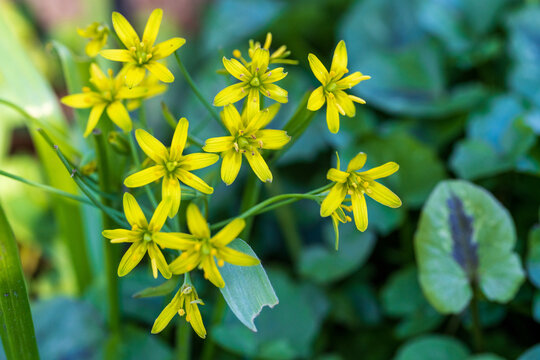 Cluster of Bright Yellow Star-Shaped Gagea Wildflowers Blooming on Delicate Stems Against a Blurred Green Garden Background in Spring. Beautiful Nature Photography of the Yellow Star of Bethlehem