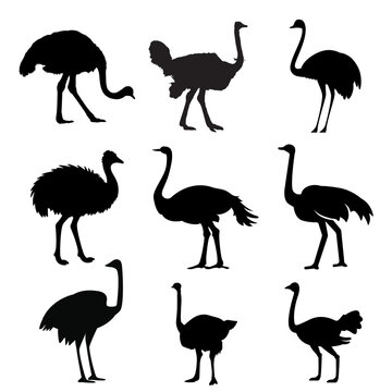 High-quality black ostrich silhouettes in various poses. Perfect for wildlife logos, African safari themes, and educational biology graphics.