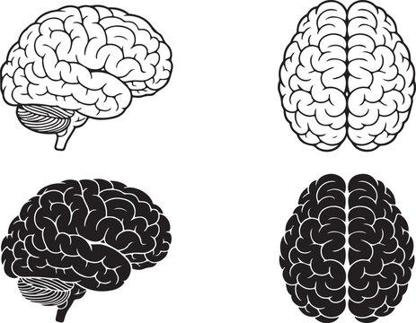 Human brain illustration showing lateral and medial views