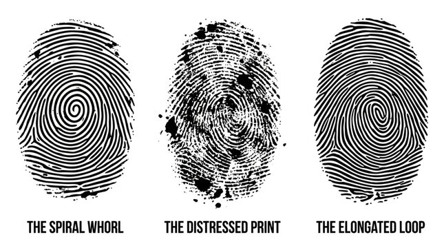 Fingerprint identification patterns spiral, distressed, and elongated loops