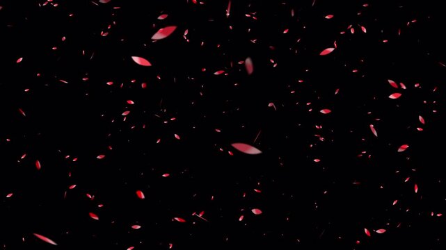 Many pink petals elegantly fall on a dark black background perfect for nature inspired designs, backgrounds, wallpapers, and floral themes.