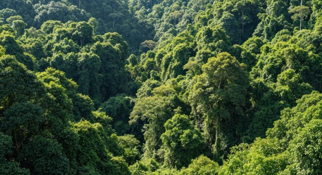 Dense, lush green canopy of a tropical forest filling a deep valley