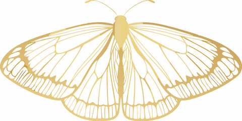 Golden butterfly silhouette with detailed wings on white background © gita