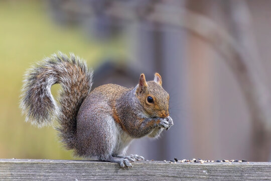 The eastern gray squirrel (Sciurus carolinensis) in the garden