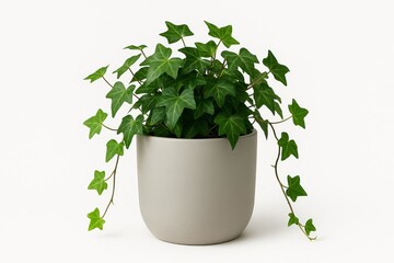 Fototapeta premium A grapevine in a pot, separated from a white background
