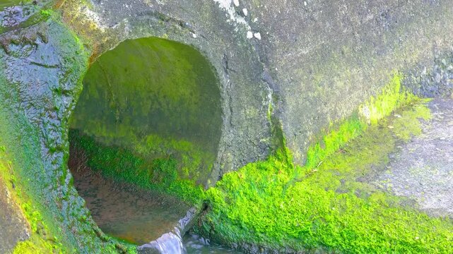 Drain pipe surrounded by green moss and natural textures