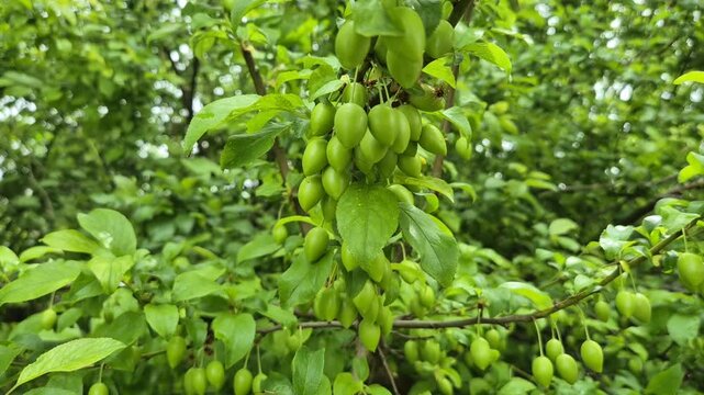 A cluster of unripe, bright green wild plums (mirabelle or cherry plums) hanging from a leafy tree branch during late spring, showcasing smooth skins and an oval, pointed shape.