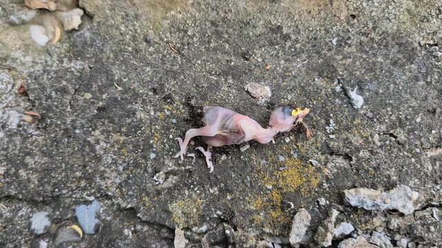 A deceased, featherless hatchling bird lies on a rough concrete surface, surrounded by a swarm of small black ants. Its pink skin and yellow beak are visible.