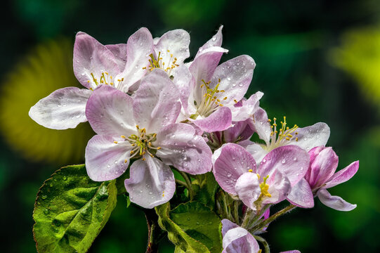 Pink and white almond tree blossoms on a branch in spring