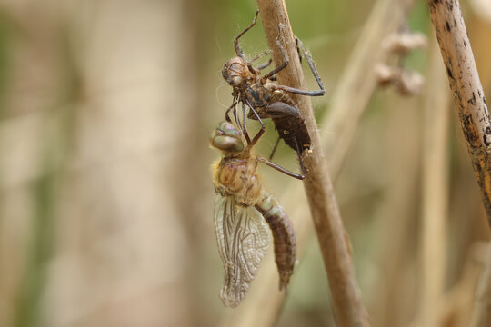 A rare Downy Emerald  Dragonfly (Cordulia aenea) emerging from its exuvium in the reeds at the edge of a pond.