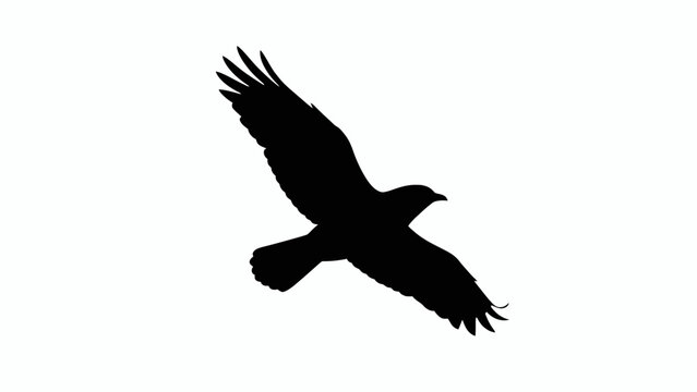 Eagle silhouette flying on white background, black hawk bird of prey vector icon, majestic soaring falcon profile for nature logo design EPS