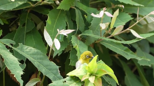 Indian White Eye Bird Perched Among Green Leaves in Natural Forest Habitat