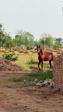 Mares and Foals Playing and Running in Countryside Landscape.
