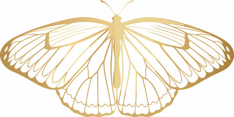 golden butterfly silhouette detailed wings on white background © Uttam
