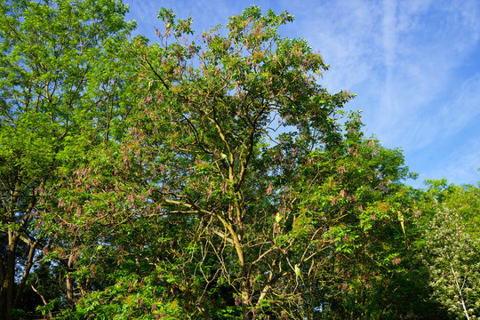 Ring-necked parakeets in the Vincennes wood. Paris 12th arrondissement