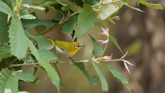 White Eye Bird Perched on Branch Among Green Leaves in Forest Habitat