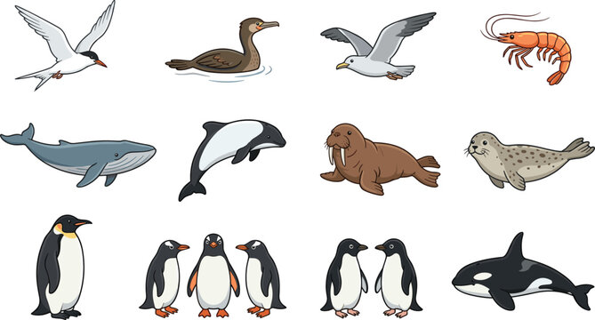 Antarctic and Arctic Marine Wildlife Vector Set Featuring Penguins, Whale, Orca, Seal, Walrus, and Sea Birds for Children Educational Books and Polar Nature Themed Graphic Designs