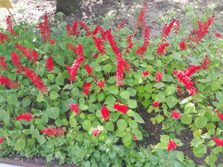 Naklejka premium Red Salvia flowers in the garden