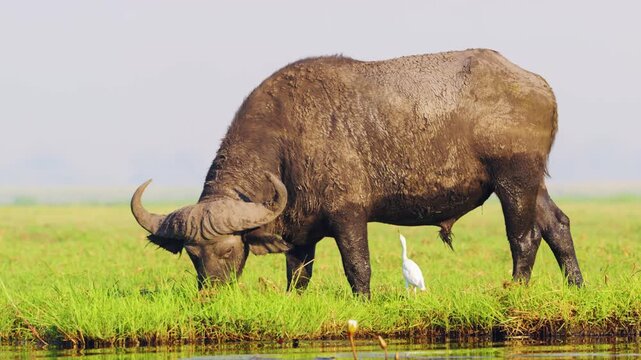 Full body close up of an African Male Buffalo and a cattle egret grazing in Chobe National Park, Botswana, South Africa near Riverbank 
