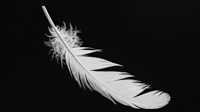 White Feather Floating on Black Background
