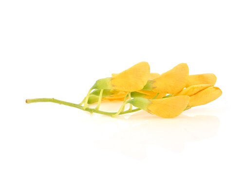 yellow Sesbania( Sesbania javanica Miq.)for cooking Thai food, isolated on white background