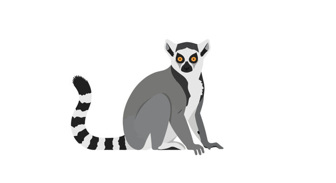 Ring-tailed Lemur Sitting and Observing Isolated on White Background.