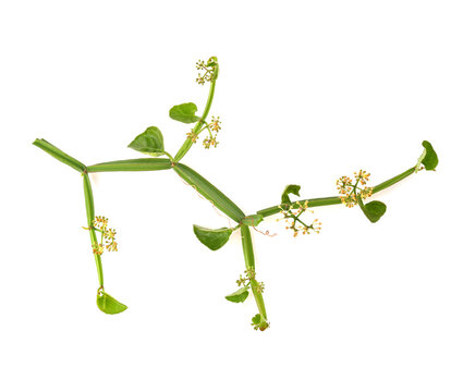 Cissus quadrangularis L. , pirandai or veldt grape on white background. Herb for Hemorrhoids.