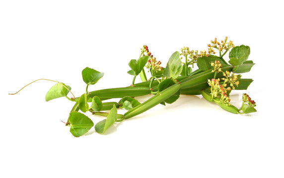 Cissus quadrangularis L. , pirandai or veldt grape on white background. Herb for Hemorrhoids.