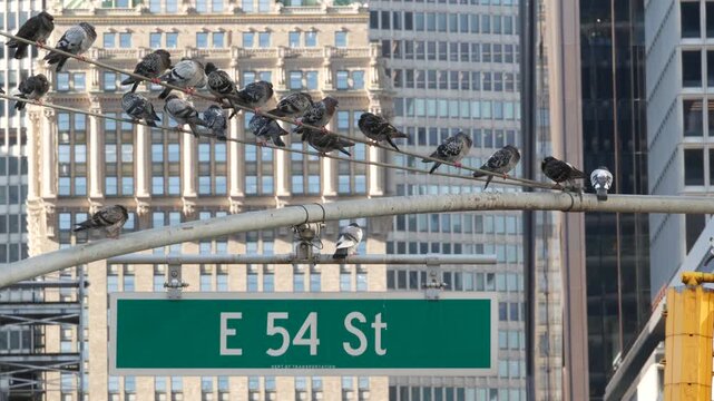 New York Park Avenue, 54 street sign in Manhattan Midtown, United States. Urban road sign in american city, traffic sign in NYC, USA. Building architecture near Grand Central. Pigeon birds.